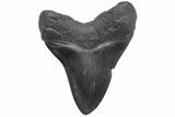 Massive, Fossil Megalodon Tooth - Foot Shark! #208537-2